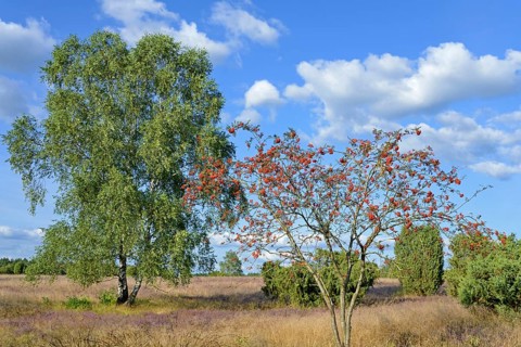 Heathland
