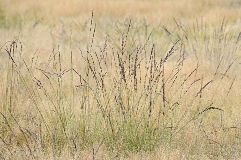 Heathland