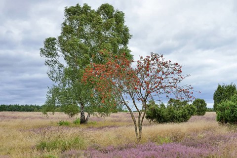 Heathland