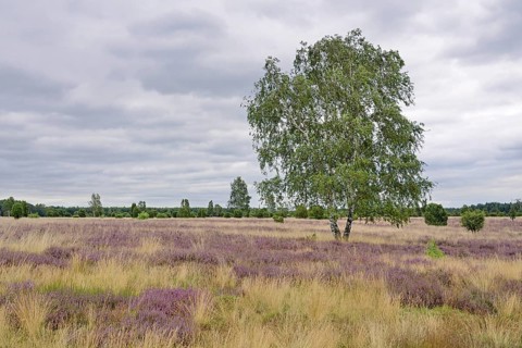 Heathland