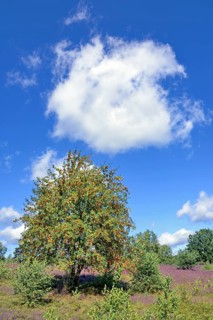 Heathland