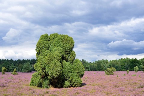 Heathland