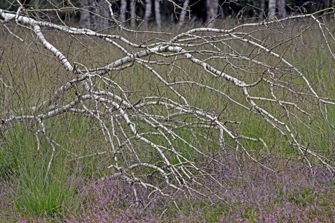 Heathland