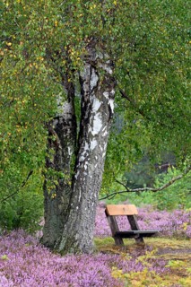 Heathland