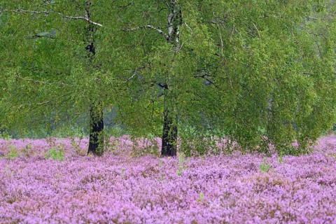 Heathland