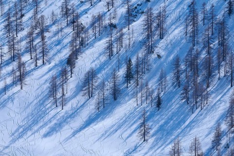 Mountain forest with ski tracks in winter