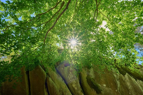 Beech