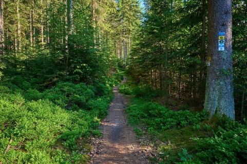 Coniferous forest
