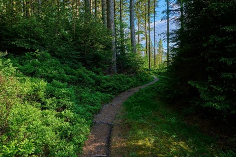 Coniferous forest