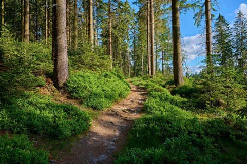 Coniferous forest