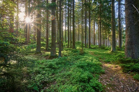 Coniferous forest