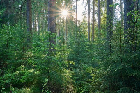 Coniferous forest