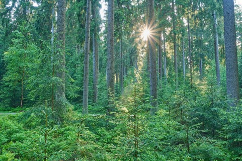 Coniferous forest