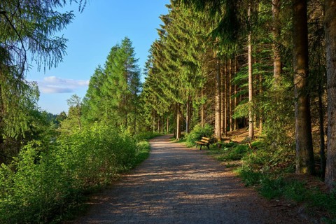 Path