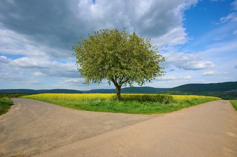Fork in the road