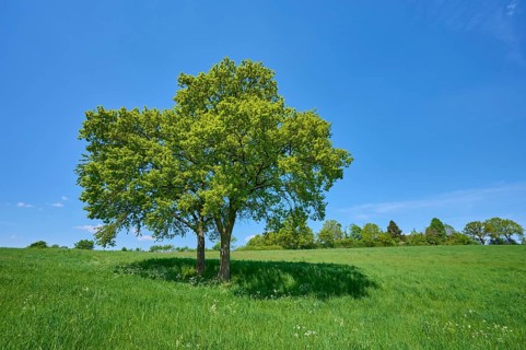 Oak tree