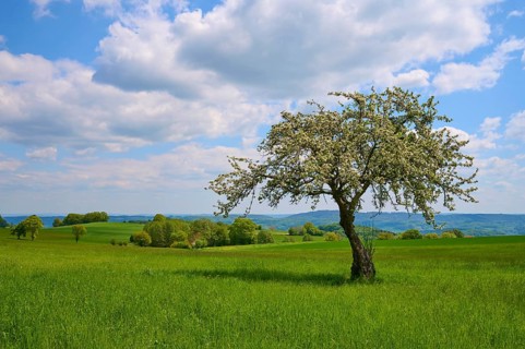Apple tree