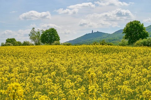Rape field
