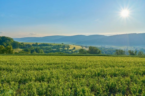 Landscape