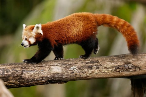 Red panda