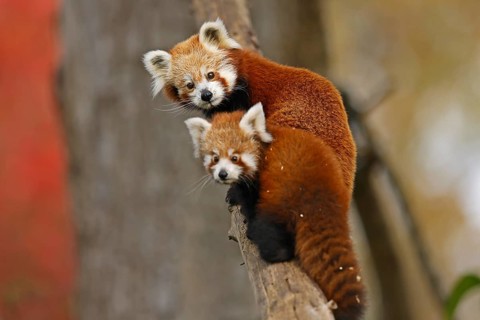 Red panda