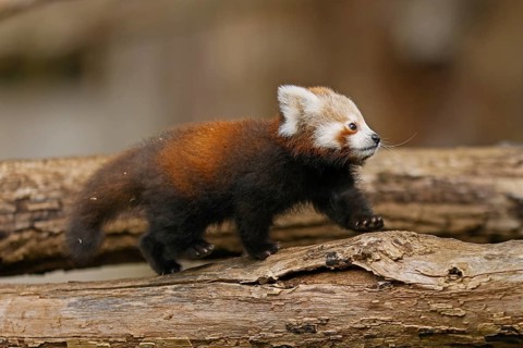 Red panda