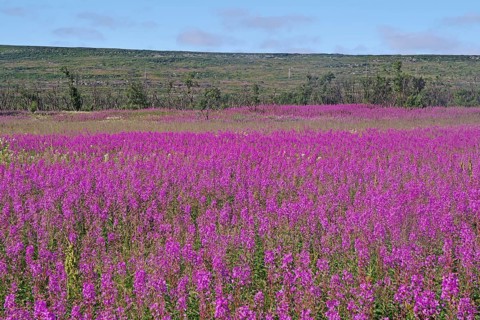 Narrow-leaved willowherbs cover the ground in bloom and in huge quantities