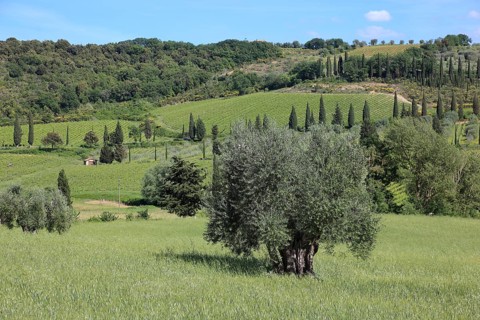 Landscape in Tuscany near Castelnuovo dell'Abate with cypresses and olive trees