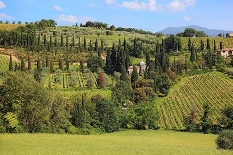 Landscape in Tuscany near Castelnuovo dell'Abate with cypresses and olive trees