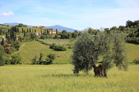 Landscape in Tuscany near Castelnuovo dell'Abate with cypresses