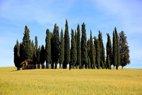 Landscape in Tuscany