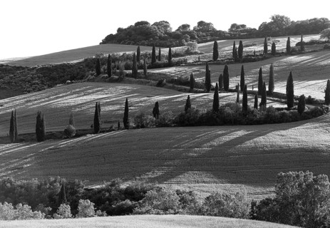 Path with cypresses