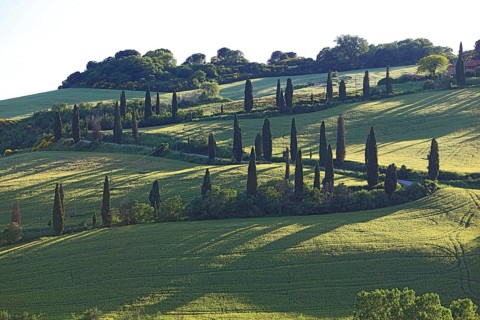 Path with cypresses