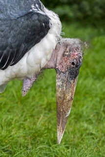 Marabou stork