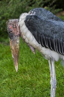 Marabou stork