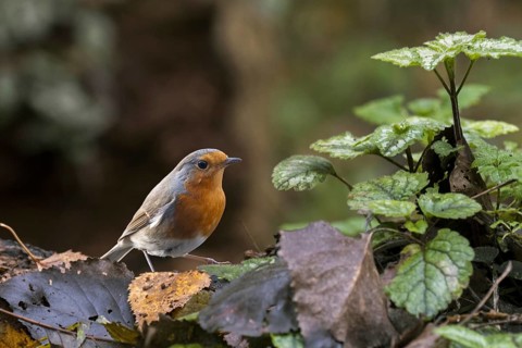 European robin