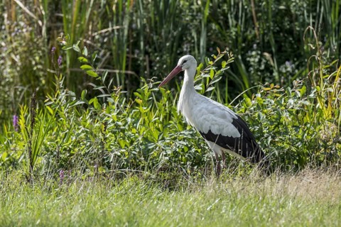 White stork