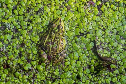 Edible frog