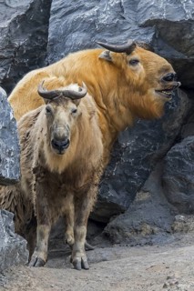 Two golden takins