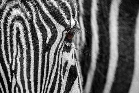 Grevy's zebra