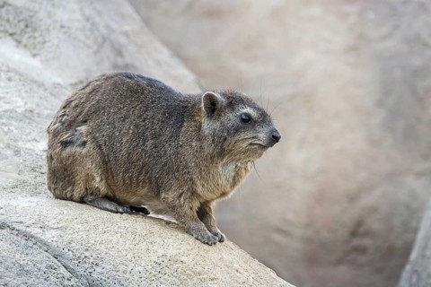 Rock hyrax