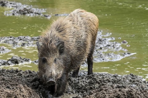Wild boar