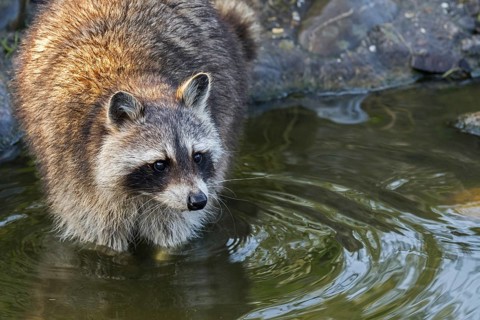 North American raccoon