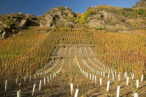 Vineyards in autumn
