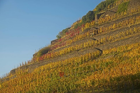 Vineyards in autumn