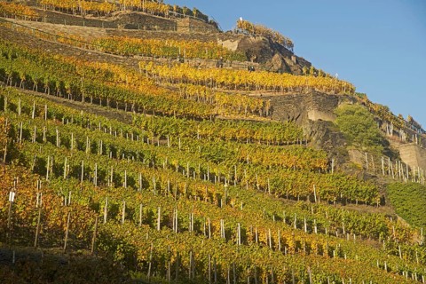 Vineyards in autumn