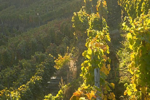 Vineyards in autumn