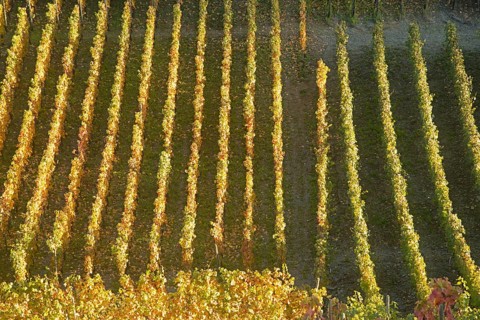 Vineyards in autumn