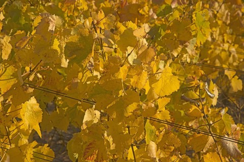 Vineyards in autumn