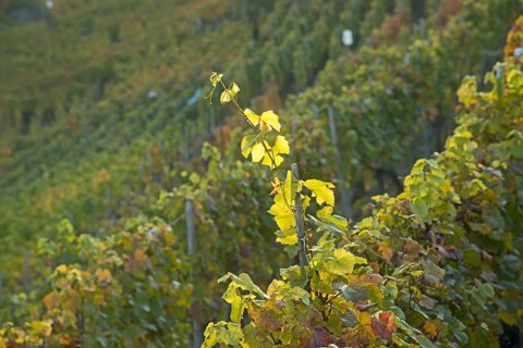 Vineyards in autumn